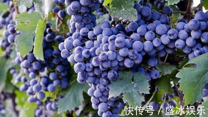 红枣|肝毒“最怕”以下4种水果,经常吃一点,养肝排毒,肝病不来扰