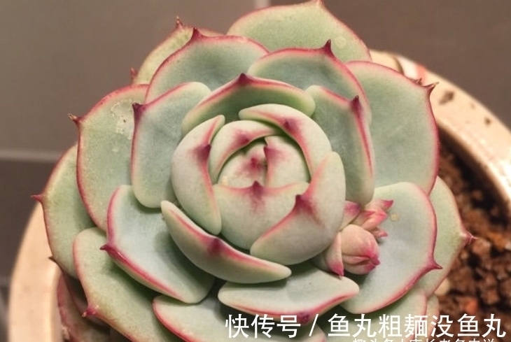 多肉甘草船长——底色如玉,叶形似花,如此漂亮的船长你不上船?