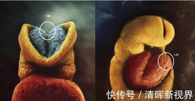 卵子|10月胎儿形成全过程,8张图带你了解真相,感受生命的奇迹