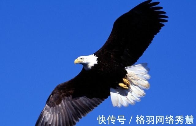 唐僧#在西游记当中,驮唐僧过通天河的老鼋到底是不是乌龟?