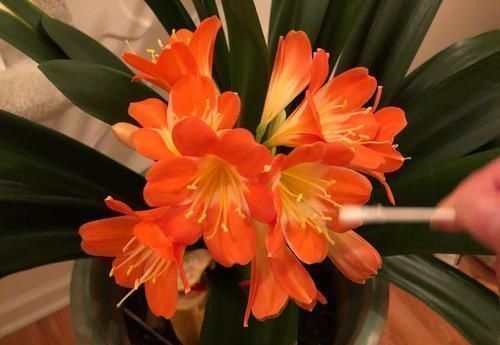 碰到君子兰夹箭不要慌,棉签擦一擦花心,花箭生长效果明显