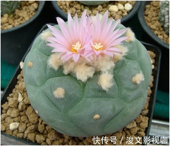 光棍树|花友们想清楚了,这三种花不要轻易的在家养,有潜在的危险
