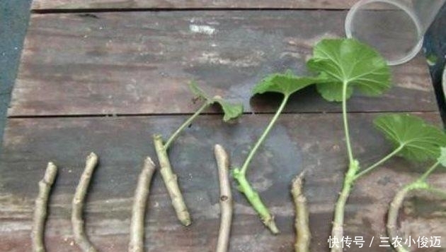 天竺葵扦插繁殖, 一盆变多盆, 夏天长爆盆!