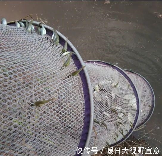 自杀|小鱼“集体自杀”，钓鱼20年第一次见！