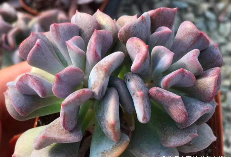 胆子|多肉雪精灵度夏有技巧，只要胆子大，夏天直接露养都没有问题