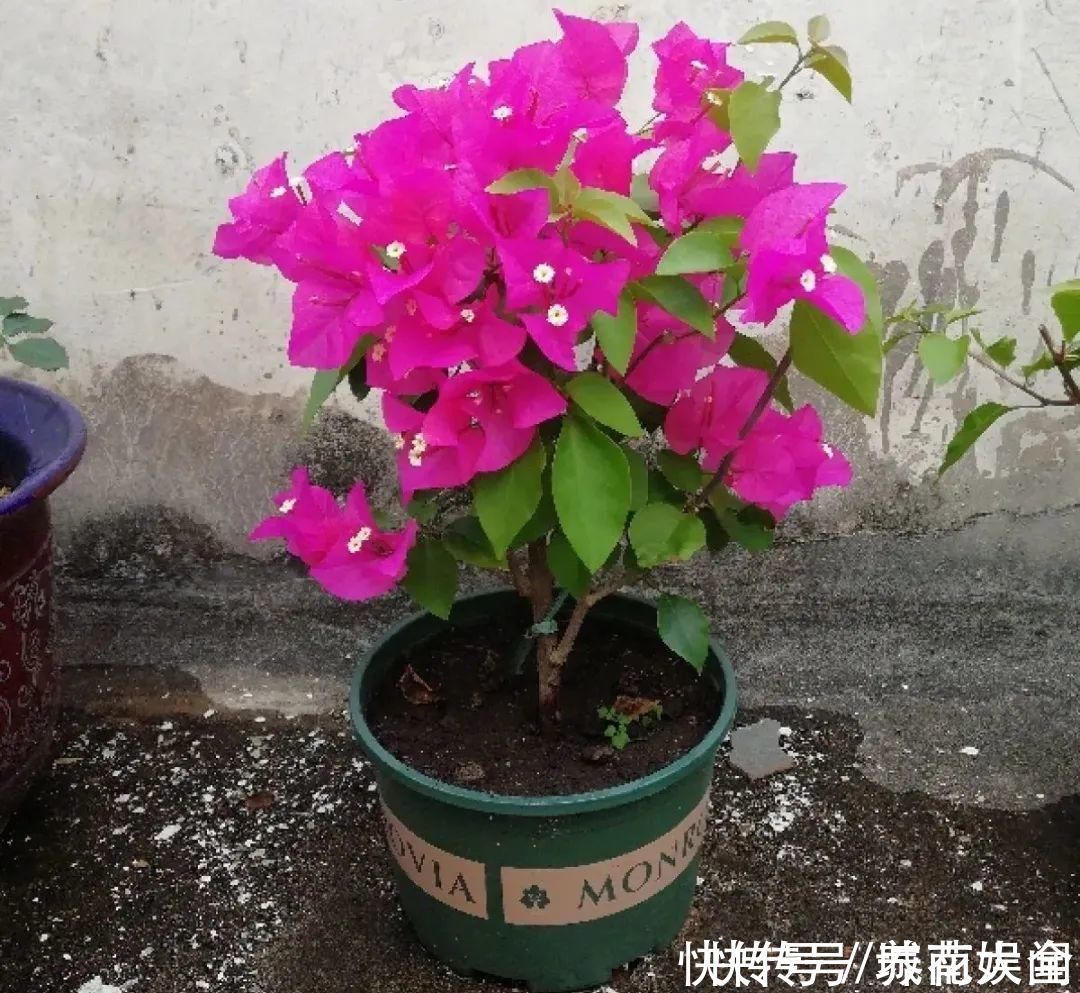 耐旱|超级耐旱花,整个冬天不浇水,还能胖一圈