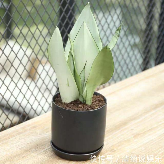 3种“懒人花”,最怕”水大“,”旱“字记心头,盆盆枝繁叶茂!