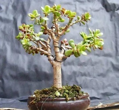 修剪|这花10块钱买一盆,养2年变老桩,叶子密、开花旺,每家都有