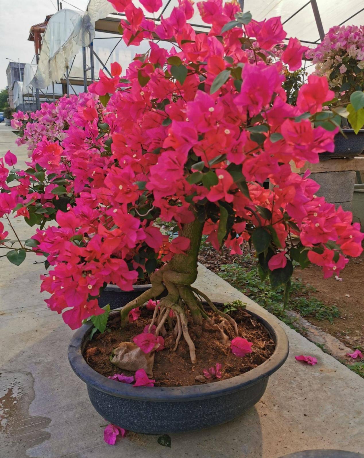 三角梅|将这4点落实到位,盆栽三角梅开花更漂亮,效果肉眼可见的显著