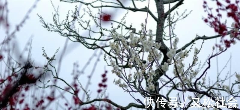 诗人们$杜牧这首咏梅诗虽然不出名,但同样很经典,写出了冰清玉洁的梅花