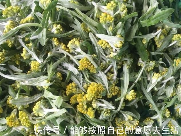 清明|被打绝迹的野菜，在农村老家剩下的一点，看看你还认识吗？