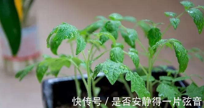 茼蒿|阳台就是大菜园，这6种蔬菜都能种，一年不用买菜，全家都够吃