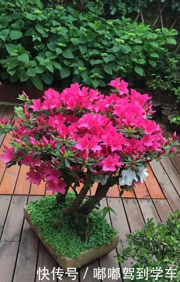 公认“最难养”的3种花,养一盆死一盆,看看你家有没有!