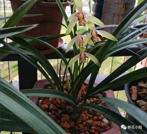 家庭养兰花,就怕4种错误养护,难怪总是养不好