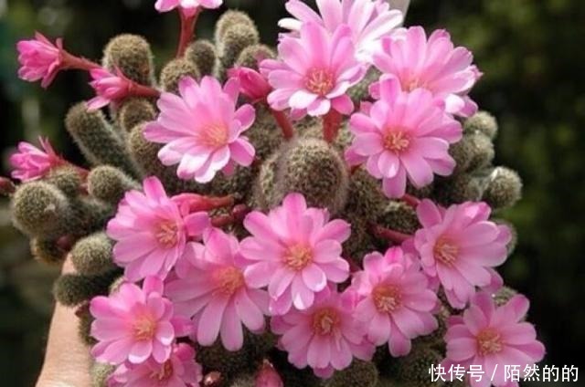 5种强悍花,个个晒不死,不晒就蔫巴,见光开大花,一开300天!