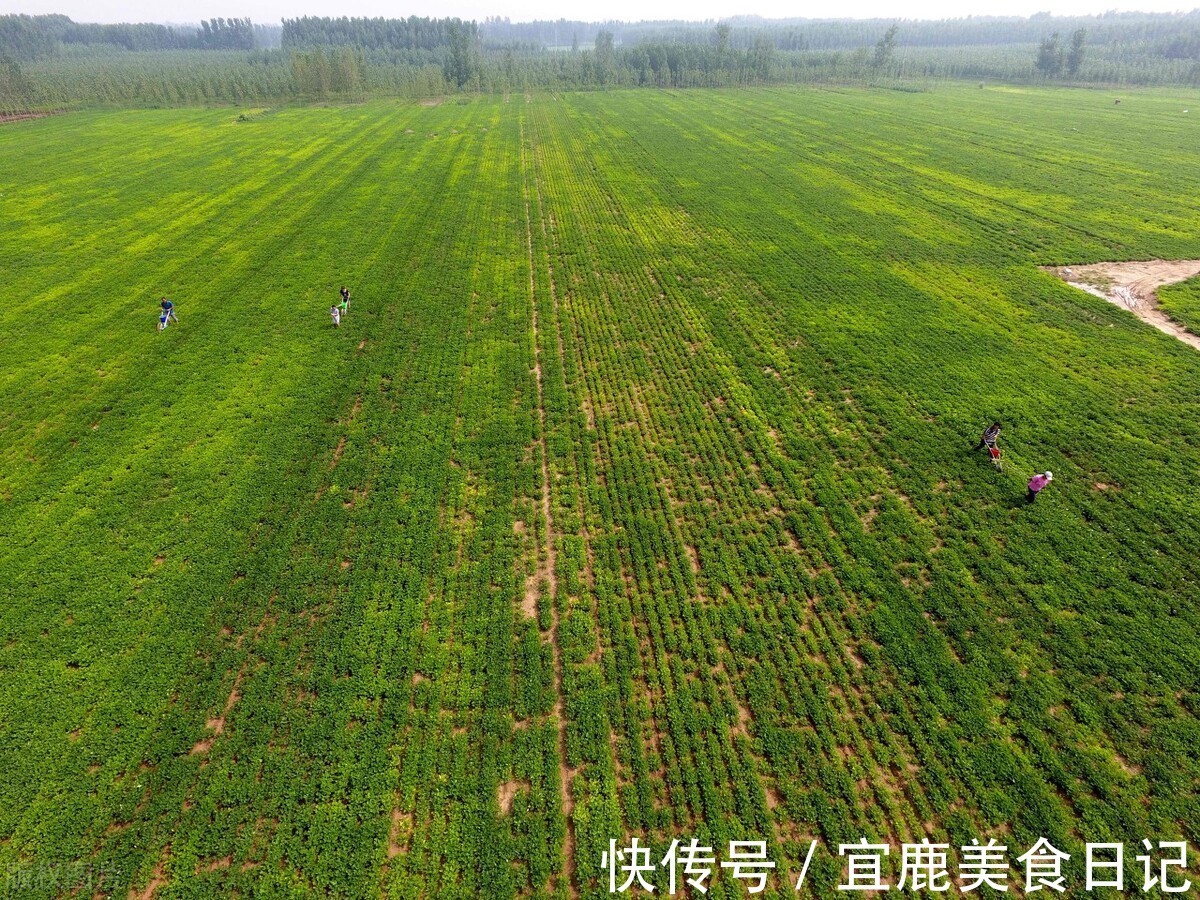 节气|明日小暑，1道美食记得吃，饮食上讲究3点，营养健康