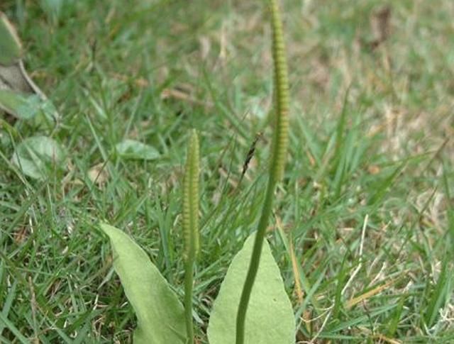  种植物|此物俗称“一支箭”，是极品中药，一斤能卖600元，可惜少有人懂