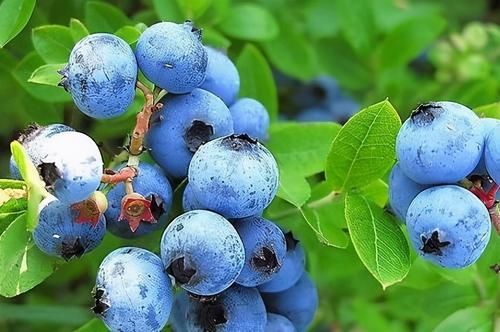 想长寿要会吃，多吃3种食物，滋阴补肾，延缓衰老，越来越年轻