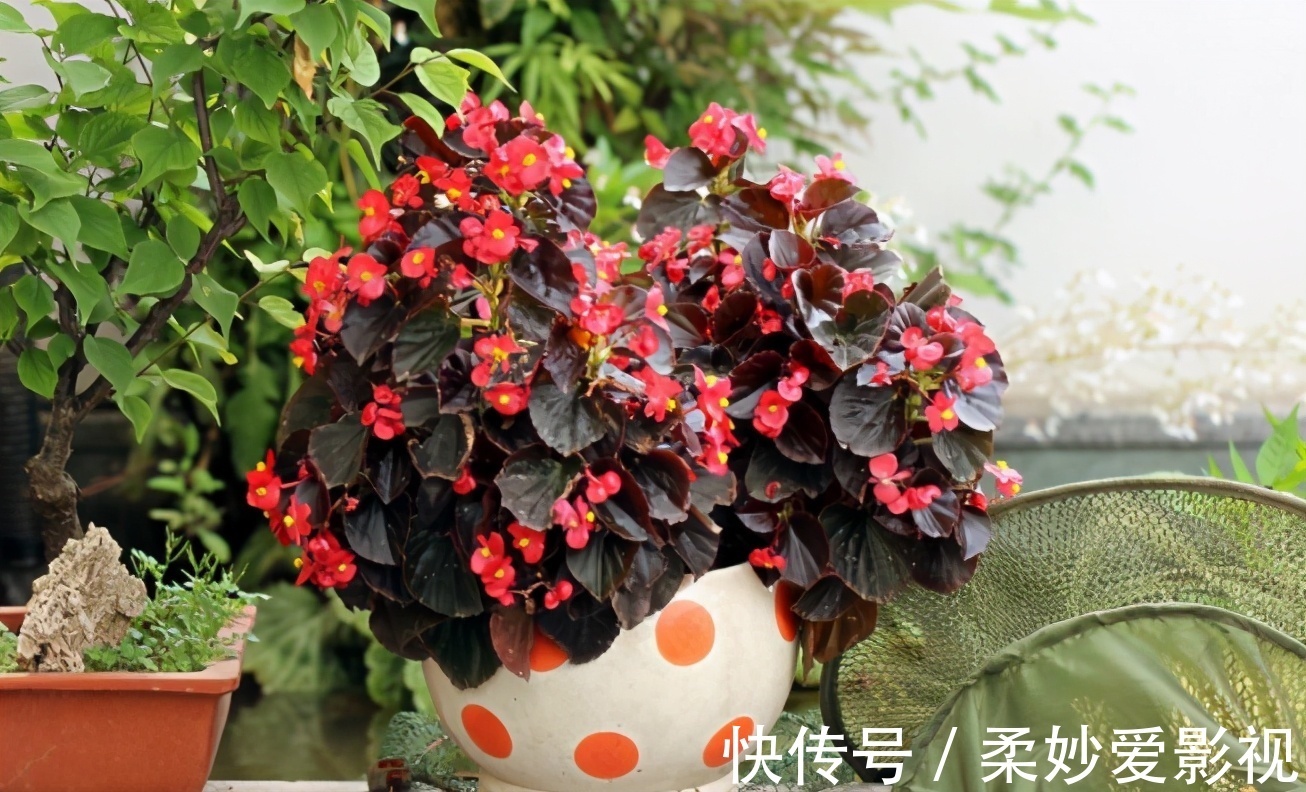 植物|养花养这3款,楼房阳台盆栽,微微看顾就能花开不断,惹人爱