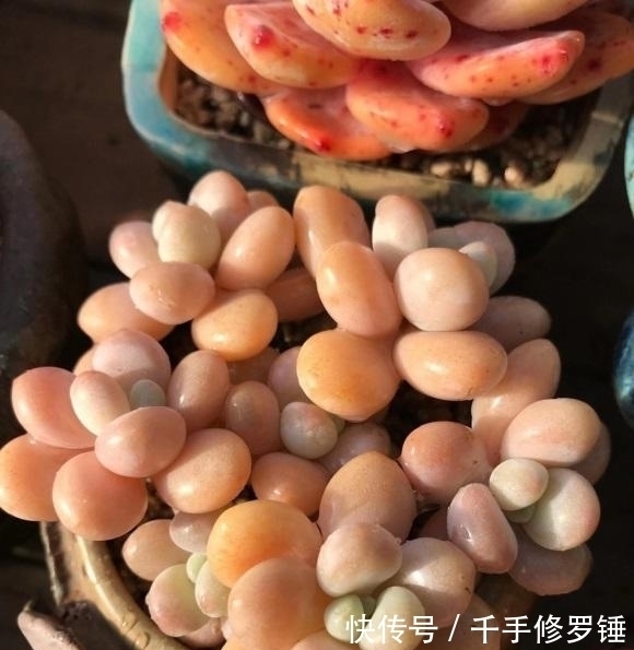 多肉状态差?拿到露台上,晚上冻一冻,30天绿叶变成红宝石