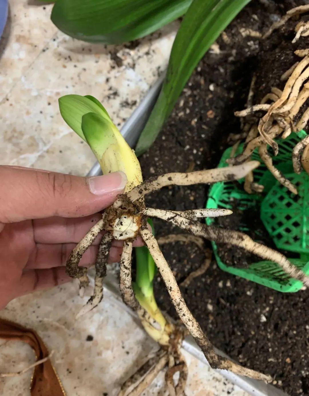 3种花不用扦插,掰下来就能活,1盆变10盆,懒人也能养!