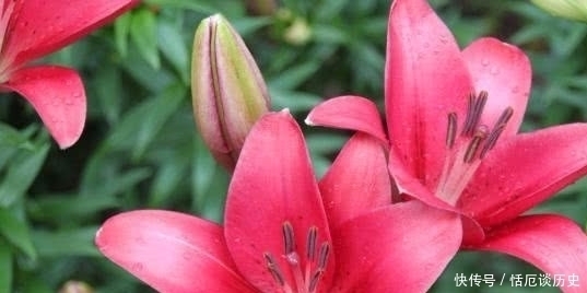 小诗#苏轼饶有趣味的一首小诗,却是存在着争议,认为作者另有其人!