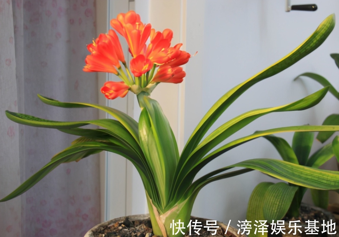生长期|君子兰进入生长期,春天做好“3足”,新叶长得多,整齐又油亮