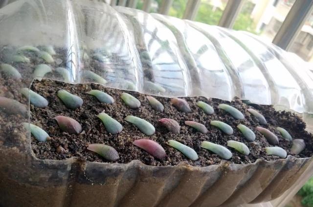 只要家里有油桶,就不用花钱买花盆!多肉种在油桶里,叶子胖嘟嘟