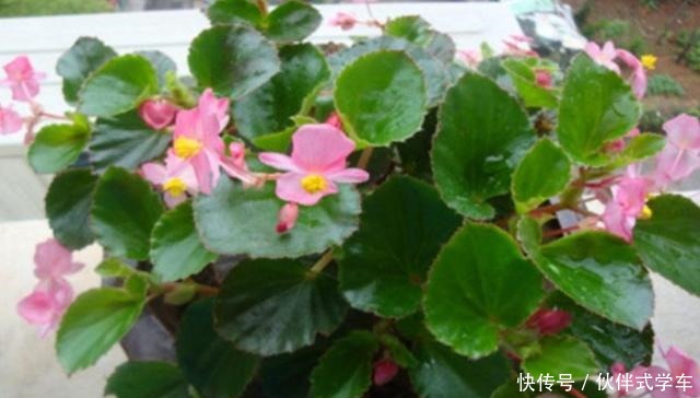 秋天再扦插4种花,来年不耽误开花!