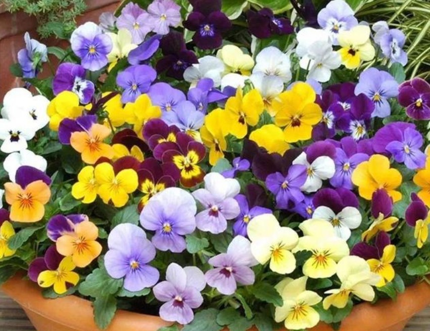 养护|春天就养5种花,好养又漂亮,花团锦簇,人见人爱!