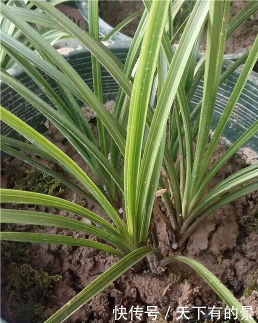 田园土养花，十有八九养不活？那是你不懂“四原则”