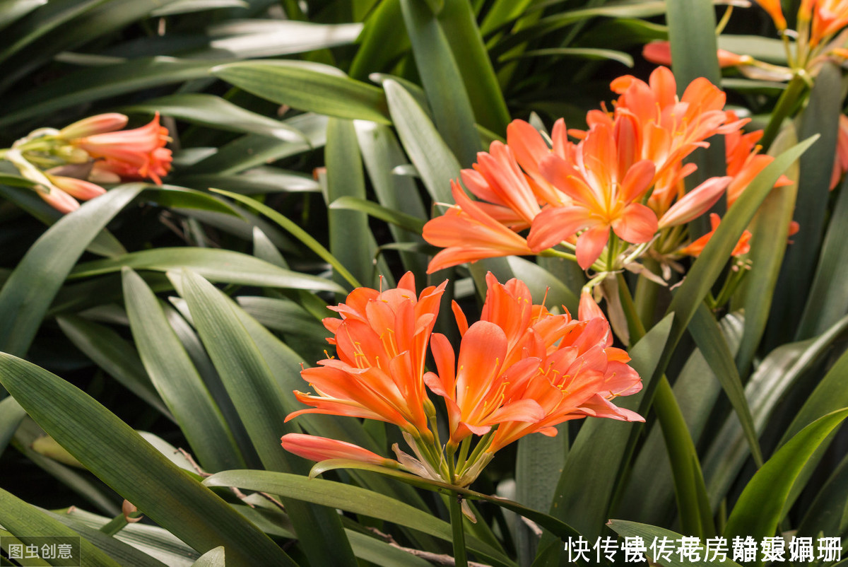 花中君子|叶纹深,品相好,年年花开,花中君子需要这么来养护