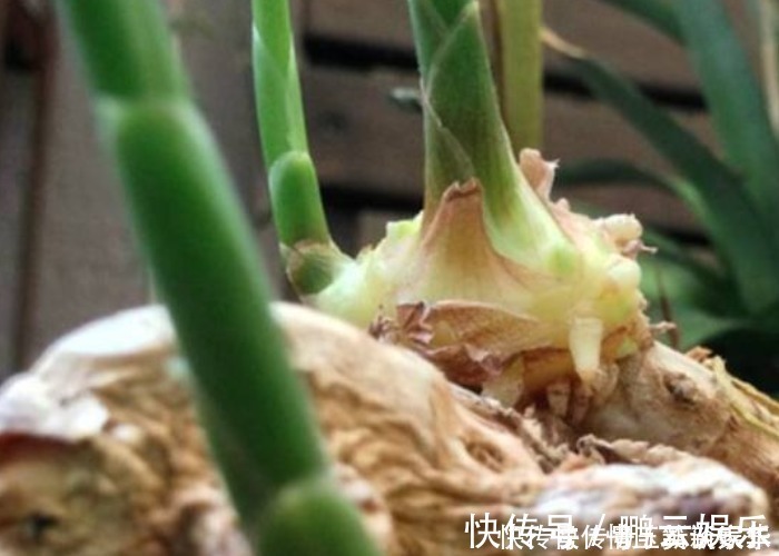 收获|家中的油桶别扔了,里面丢一块姜,浇点水给点肥,一年收获一大盆