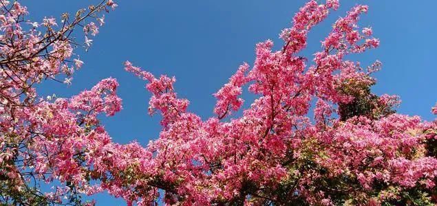 晴朗天空|美景！秀屿又有一片花树次序开放，好美啊！！