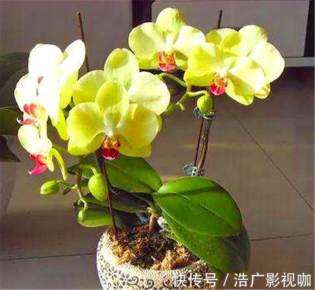 蝴蝶兰养不活开花少3招降低养护难度,花枝粗壮,开花又大又多