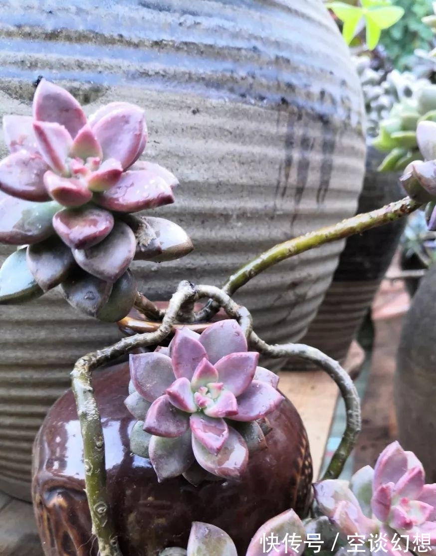 姬胧月好养活,叶子插入土里会生根,后期管理要注意这些