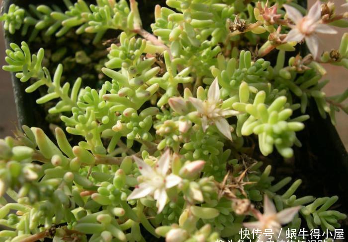 沙漠中绽放的花朵,耐旱花又美的沙漠玫瑰,号称“多肉花仙”