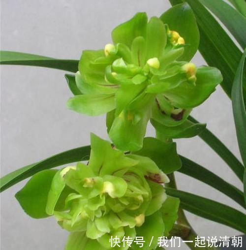 普草|此兰花获奖无数，以前万元一苗，现跌成普草，花型罕见，香味扑鼻