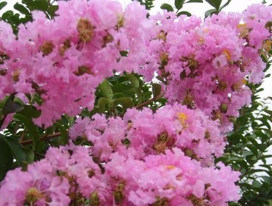 紫薇花紫薇花|3种“室内花”好看又好养，一月不管也能赏花，还去异味、吸烟尘