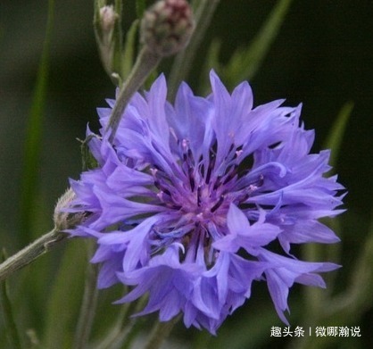 此花宛如美丽的小女孩，被德国尊为国花，象征着美好的幸福