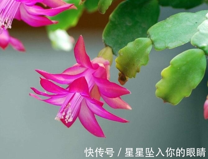 小窍门|蟹爪兰怎么浇水不烂根?教你3个浇水小窍门,烂根后这样处理才对