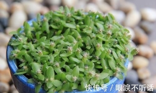 养花高手种“水果”盆景,3种“籽儿”栽盆里,30天长成盆栽