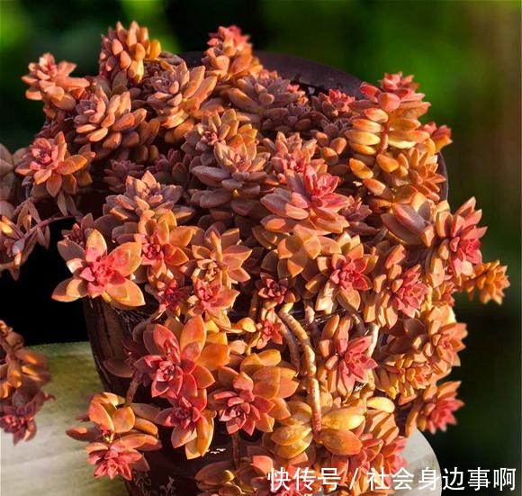 养多肉，我只选这1种，3年就成“老桩”还爱爆头，漂亮又好养！