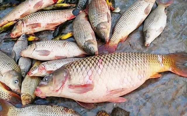 鱼贩子|含“寄生虫”最多的3种鱼,没营养还贵,鱼贩子从不给家人吃