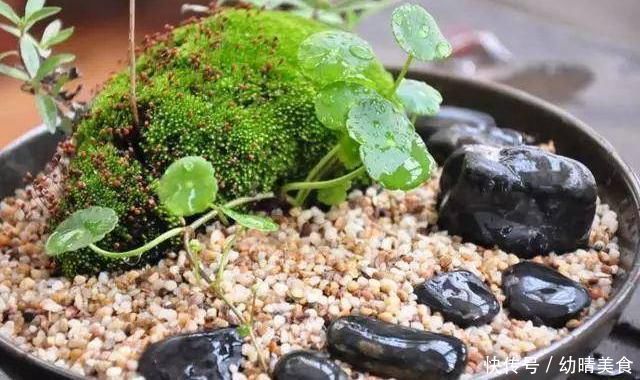 农村厕所旁挖的“青苔”,养在咸菜缸里,浇水就活,最少值一千块