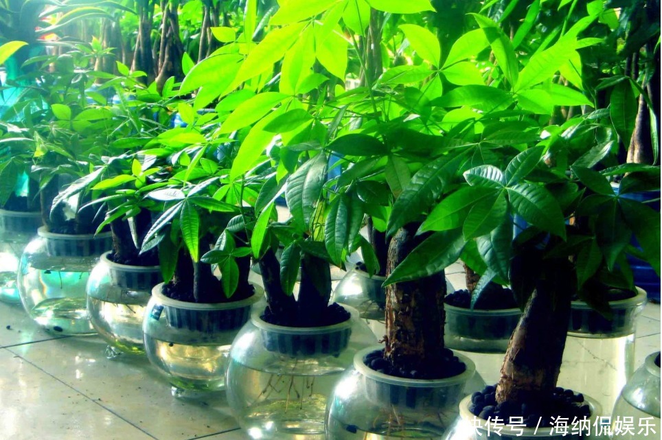 玉树|再穷也要种的“2种盆栽”!镇宅招财是其次,图3开花了一辈子享福