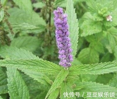 脚痒|立秋后，脚气反复，脚痒脱皮，不妨常用此花泡水，脚气远离你