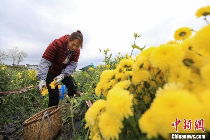 皇菊|贵州贵定：婺源皇菊采摘忙