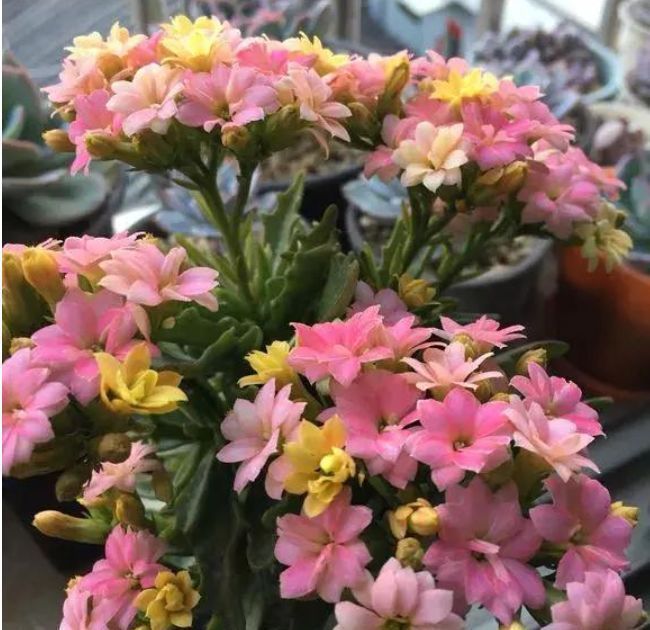 长寿花|2种花,一根枝条插盆里就活,开花漂亮又好养,家家必备