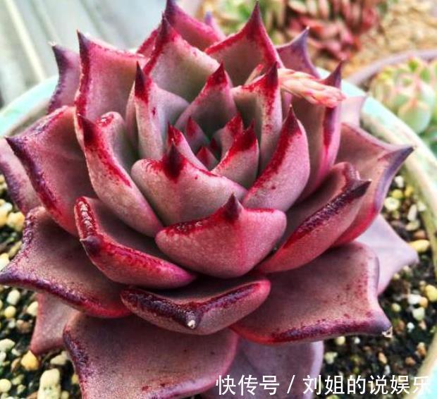 被拉入“黑名单”的3种多肉,矫情不好养,家里养了赶紧换品种